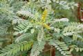 Amorpha fruticosa