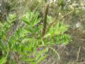 Amorpha fruticosa
