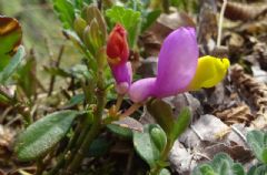 Polygalaceae