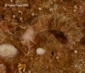 Facelina annulicornis