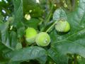 Quercus robur