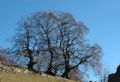 Fagus sylvatica