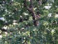 Quercus cerris