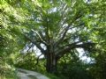 Fagus sylvatica