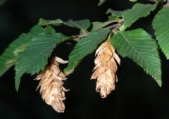 Betulaceae
