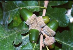 Fagaceae