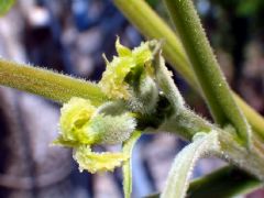 Juglandaceae