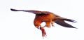 Falco tinnunculus