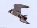 Falco peregrinus