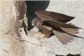 Falco eleonorae