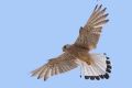 Falco naumanni