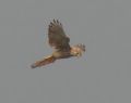 Falco tinnunculus