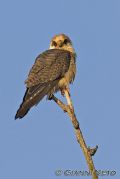 Falco vespertinus