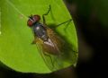 Fannia lustrator