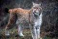 Lynx lynx carpathicus