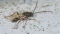 Callaspidia sp.