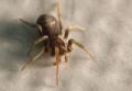 Pritha sagittata