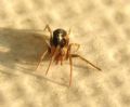 Pritha sagittata