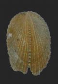 Emarginula sicula