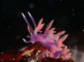 Flabellina ischitana