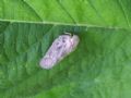 Metcalfa pruinosa