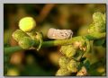 Metcalfa pruinosa