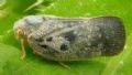Metcalfa pruinosa