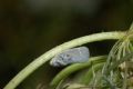 Metcalfa pruinosa