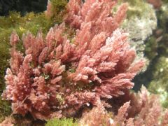 Bonnemaisoniales