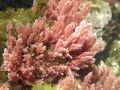 Florideophyceae