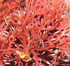 Gigartinales