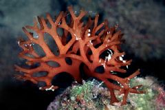 Nemastomatales