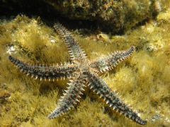 Asteriidae