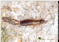 Guanchia pubescens