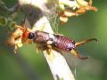 Forficula auricularia