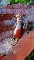 Chelidurella caprai