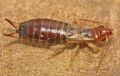 Forficula decipiens