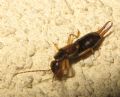 Forficula auricularia