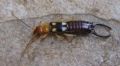 Forficula smyrnensis