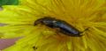 Forficula auricularia