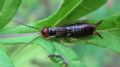 Forficula auricularia