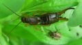 Forficula auricularia