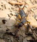 Forficula auricularia