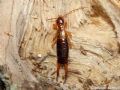 Apterygida albipennis