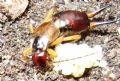 Forficula auricularia