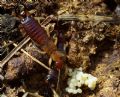 Forficula decipiens