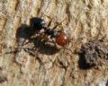 Crematogaster scutellaris