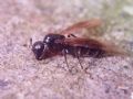 Camponotus sp.