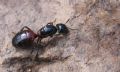 Camponotus sp.