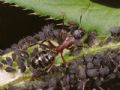 Camponotus herculeanus